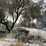Zeppelin #174: Ecosystems. Summary