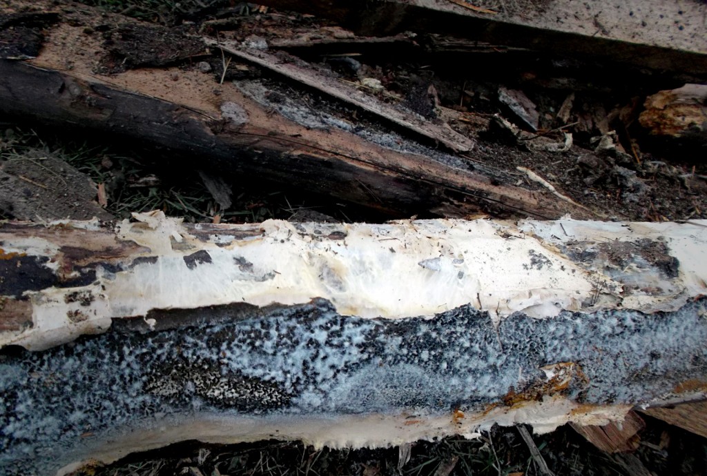 atac biologic lemn Moara Suseni 49
