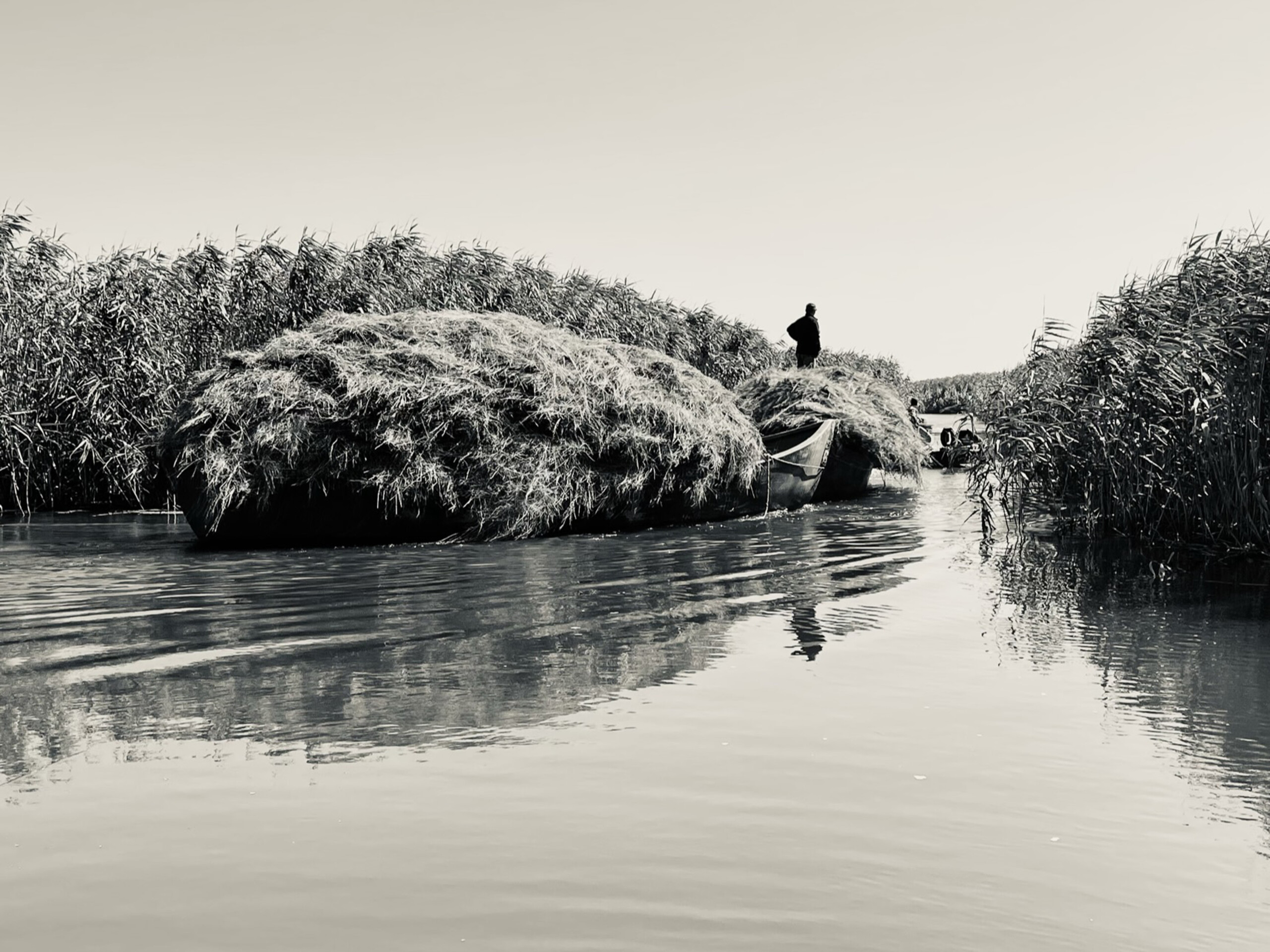 Transport of harvested reeds in the Danube Delta, 2022, Photo Emil Ivanescu