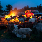 Acum pe marele ecran: „Ultima transhumanță”, de Dragoș Lumpan