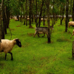 Acum pe marele ecran: „Ultima transhumanță”, de Dragoș Lumpan