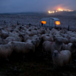 Acum pe marele ecran: „Ultima transhumanță”, de Dragoș Lumpan