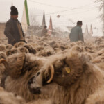 Acum pe marele ecran: „Ultima transhumanță”, de Dragoș Lumpan