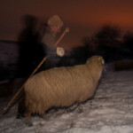 Acum pe marele ecran: „Ultima transhumanță”, de Dragoș Lumpan