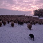 Acum pe marele ecran: „Ultima transhumanță”, de Dragoș Lumpan