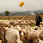 Acum pe marele ecran: „Ultima transhumanță”, de Dragoș Lumpan