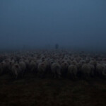 Acum pe marele ecran: „Ultima transhumanță”, de Dragoș Lumpan