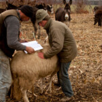 Acum pe marele ecran: „Ultima transhumanță”, de Dragoș Lumpan