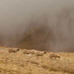 Acum pe marele ecran: „Ultima transhumanță”, de Dragoș Lumpan